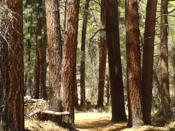 ONLINE TREE SHAMAN CLASS WITH COURSE WORK
