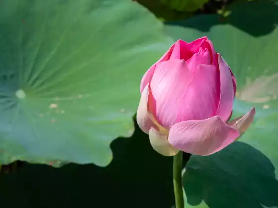 Manifesting Your Soul's Purposes Certification - Spring 2024