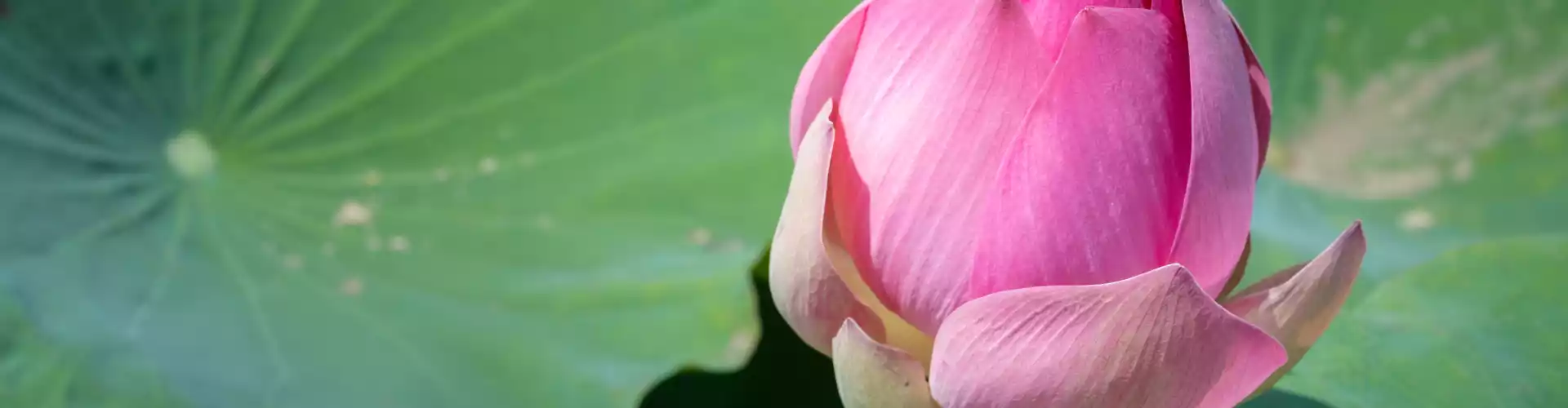 Manifesting Your Soul's Purposes Certification - Spring 2024 - Online Class by Amy Mak